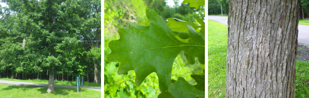 Chêne à gros fruits Quercus macrocarpa