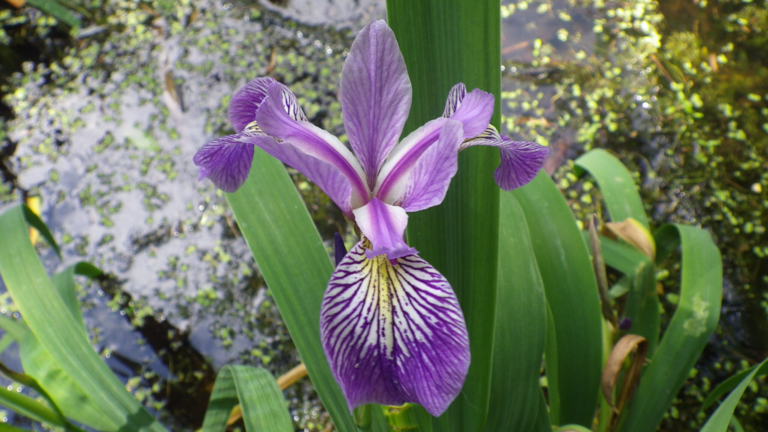 Iris versicolor4.JPG